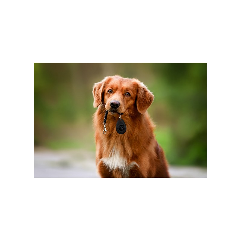 TREUEHELDEN Hundetrainings-Set